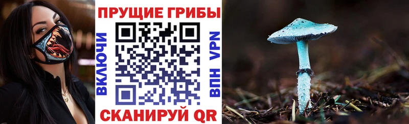 Галлюциногенные грибы Psilocybe  KRAKEN вход  Салаир 